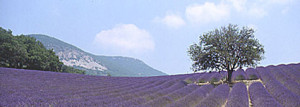 provence uitsnede